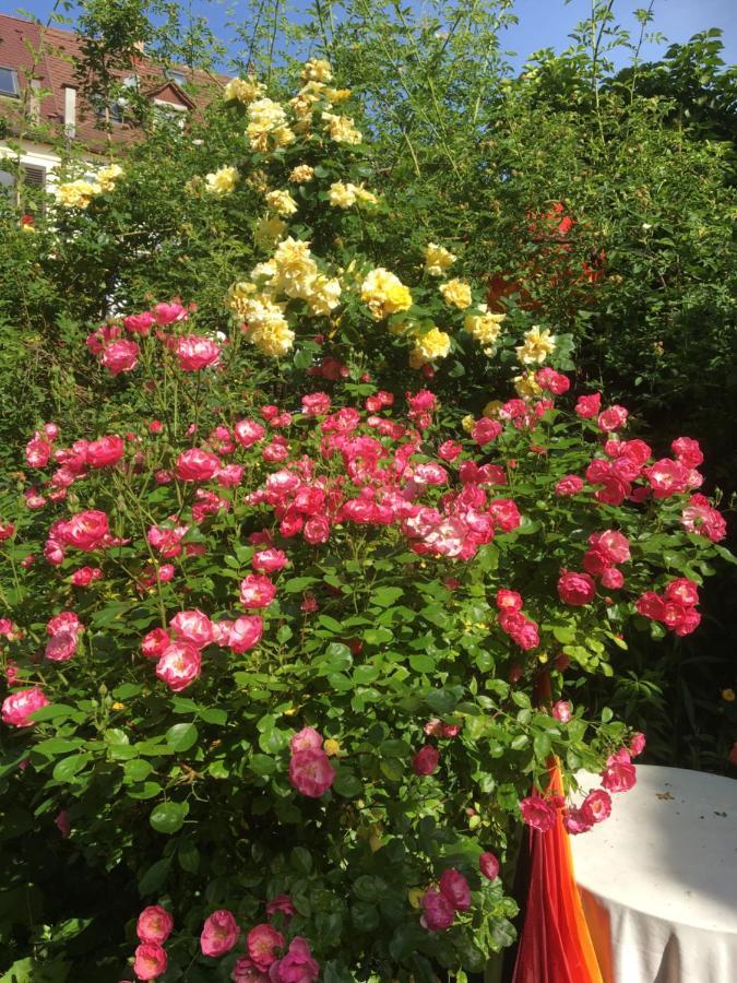 Vintage-mansarde Uber Wilden Garten * Stuttgart